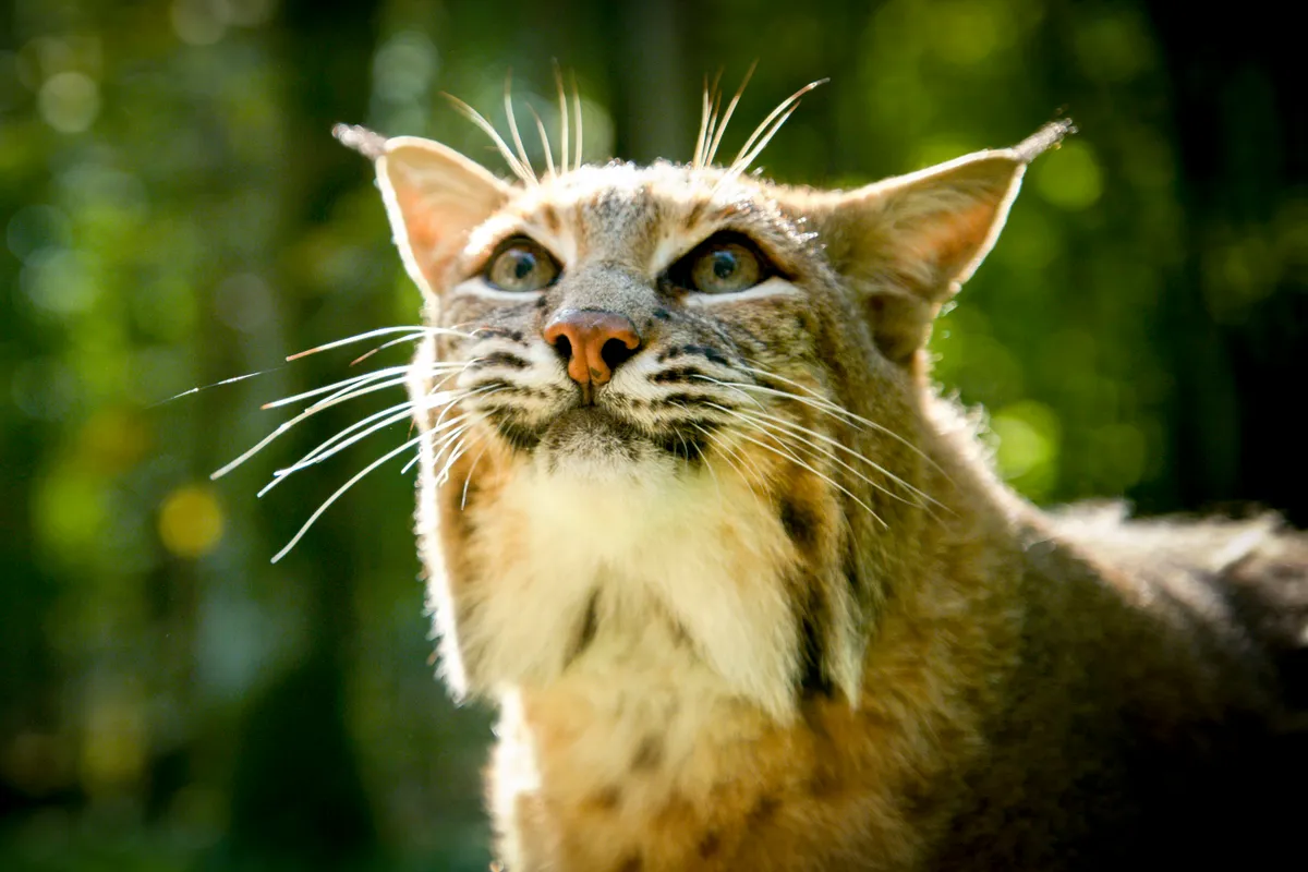 Bobcats are the most widespread cat in the United States, and are named for their stunted tail. They usually hunt small mammals in the forest. © BBC