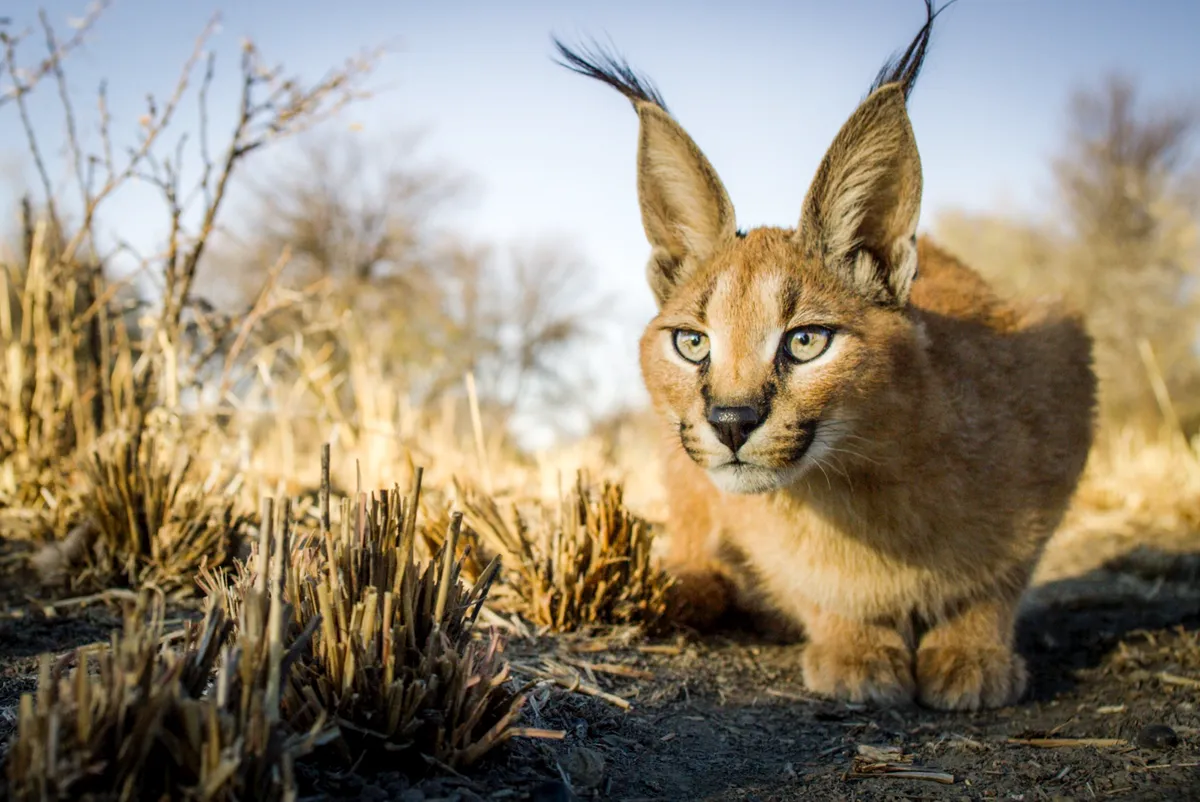 Caracals are found across much of southern and central Africa. They have long powerful legs that enable them to leap as high as 10 feet, and hunt birds on the wing. © BBC