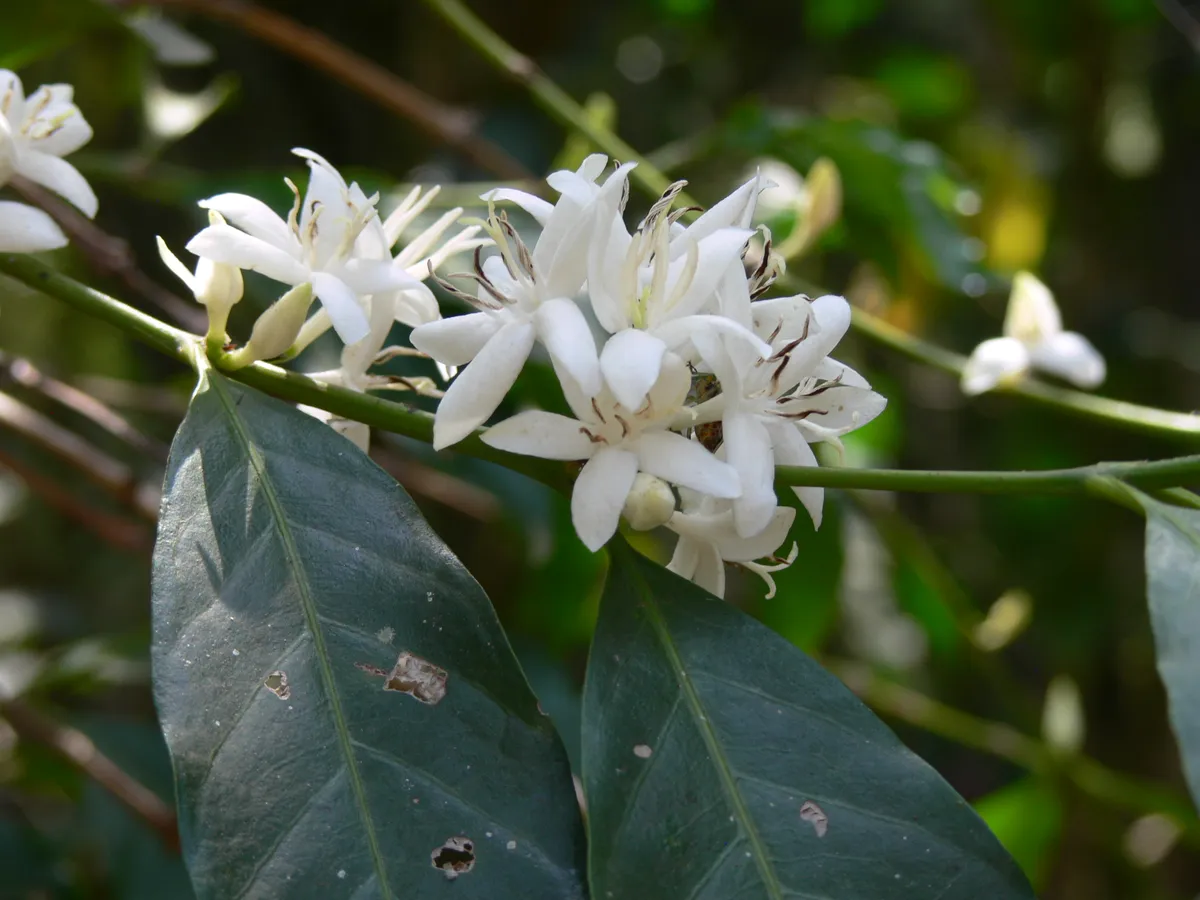 Flowers of Arabica coffee. © Aaron Davis/RBG Kew