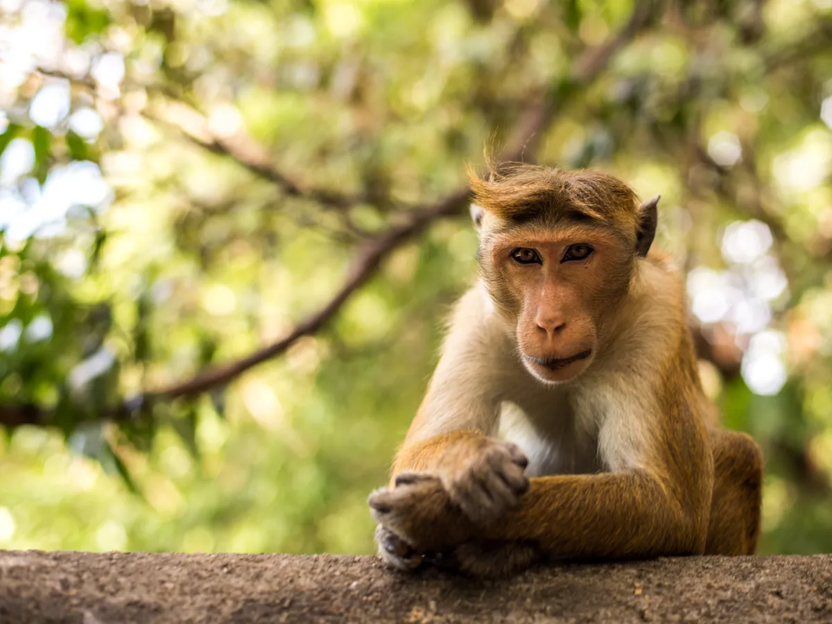 Toque macaque © Gemma Wearing