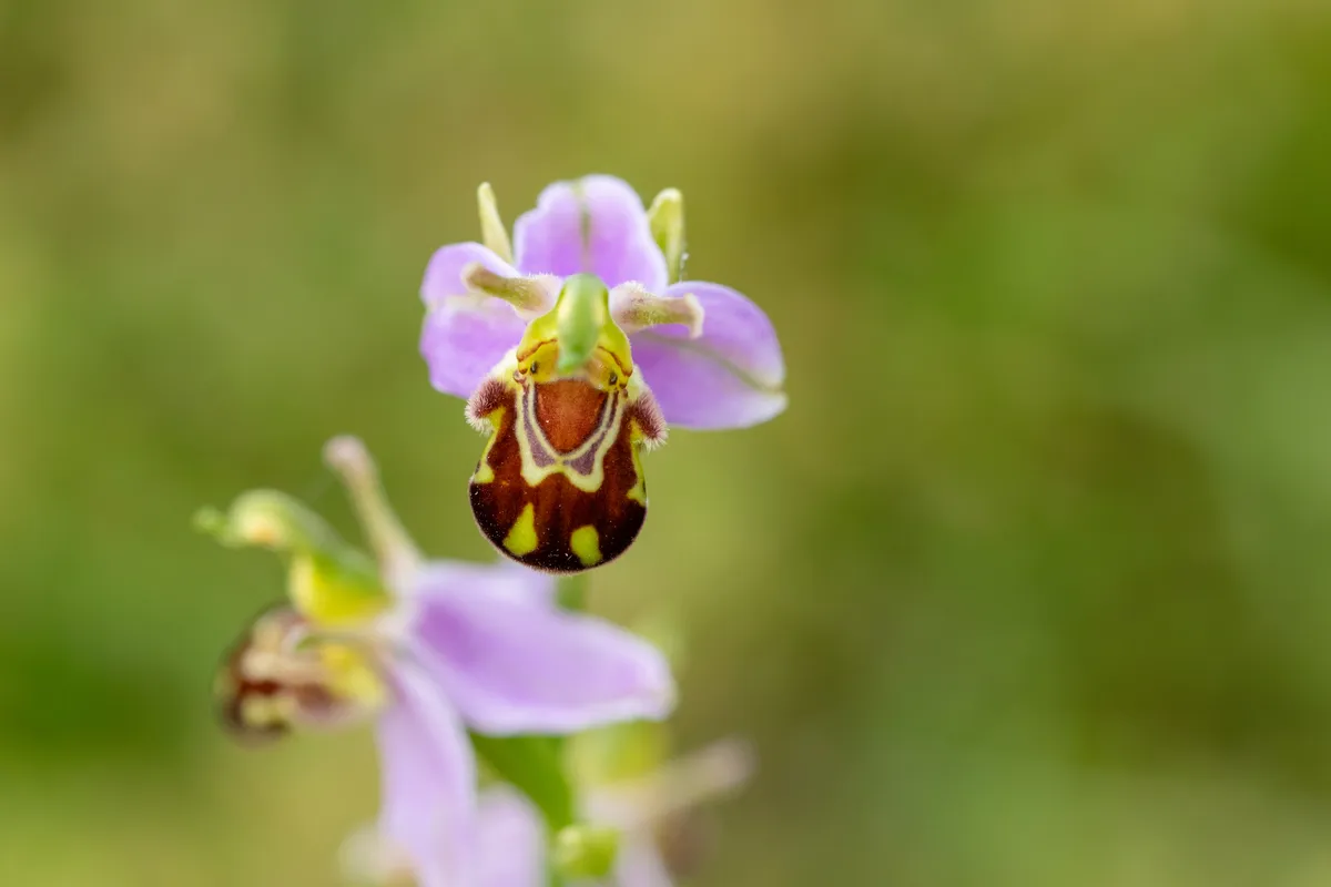 Bee orchids don't appear every year. © Andi Edwards/Getty
