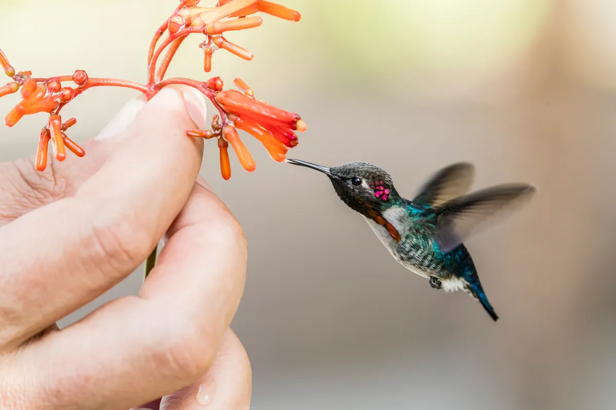 A wild adult male bee hummingbird (Mellisuga helenae), attracted to handheld flower
