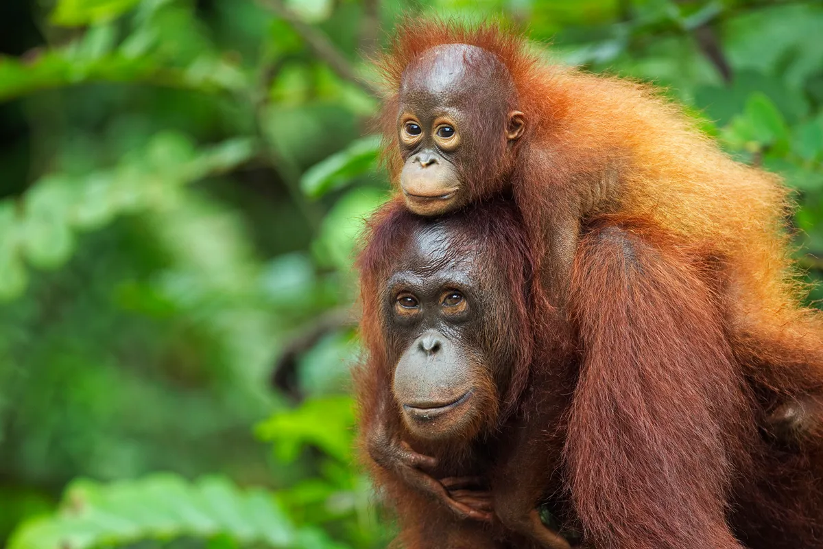 Bornean orangutan female carrying her son. © Anup Shah/Getty