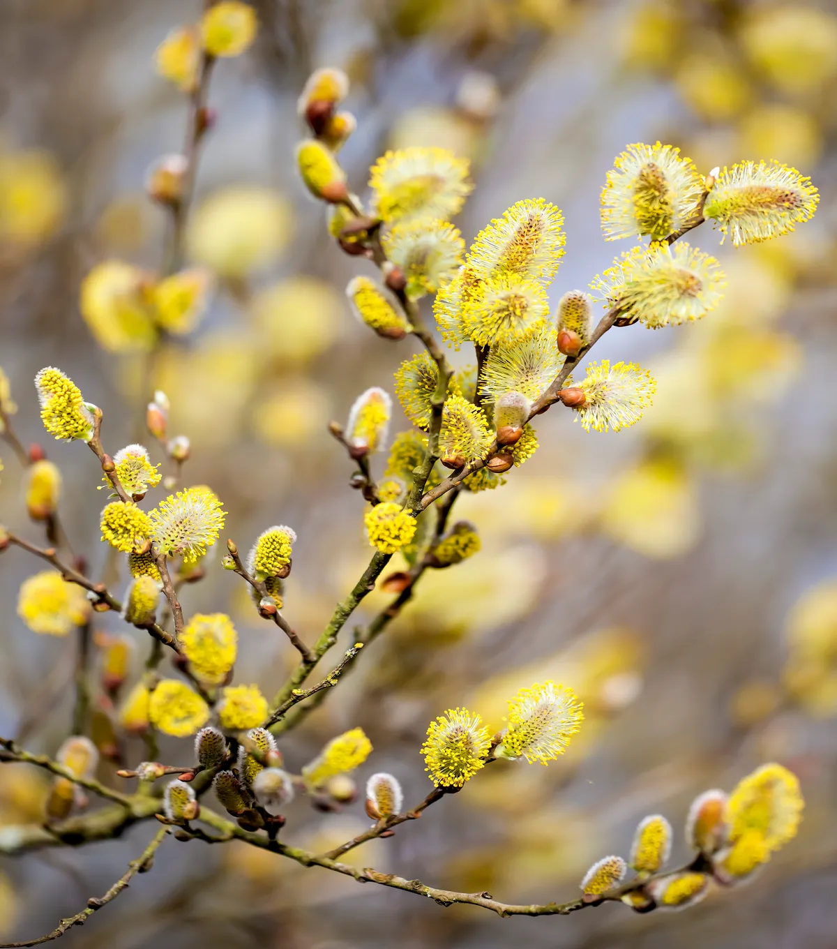 Male catkins on a branch. © mikroman6/Getty.