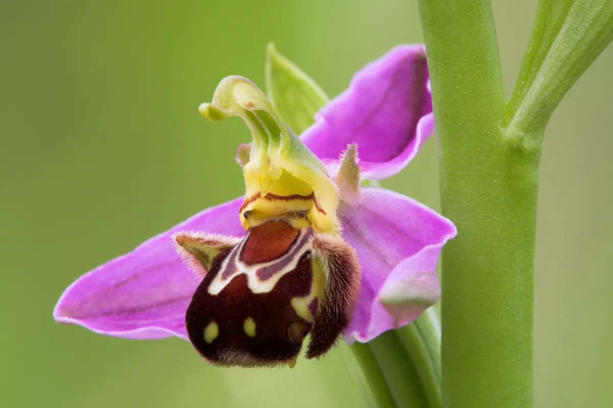 The bee orchid looks like a bee to attract pollinators. © David Clapp/Getty