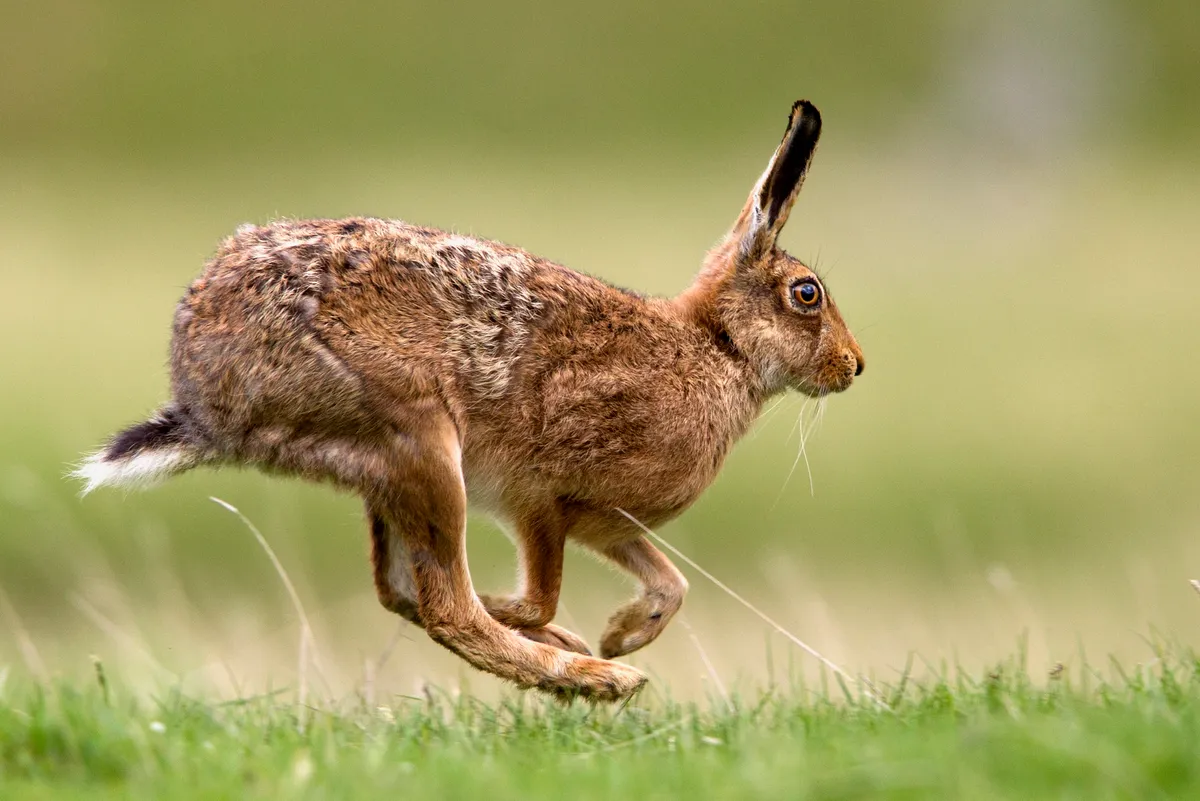 European brown hare © Chris Upson/Getty