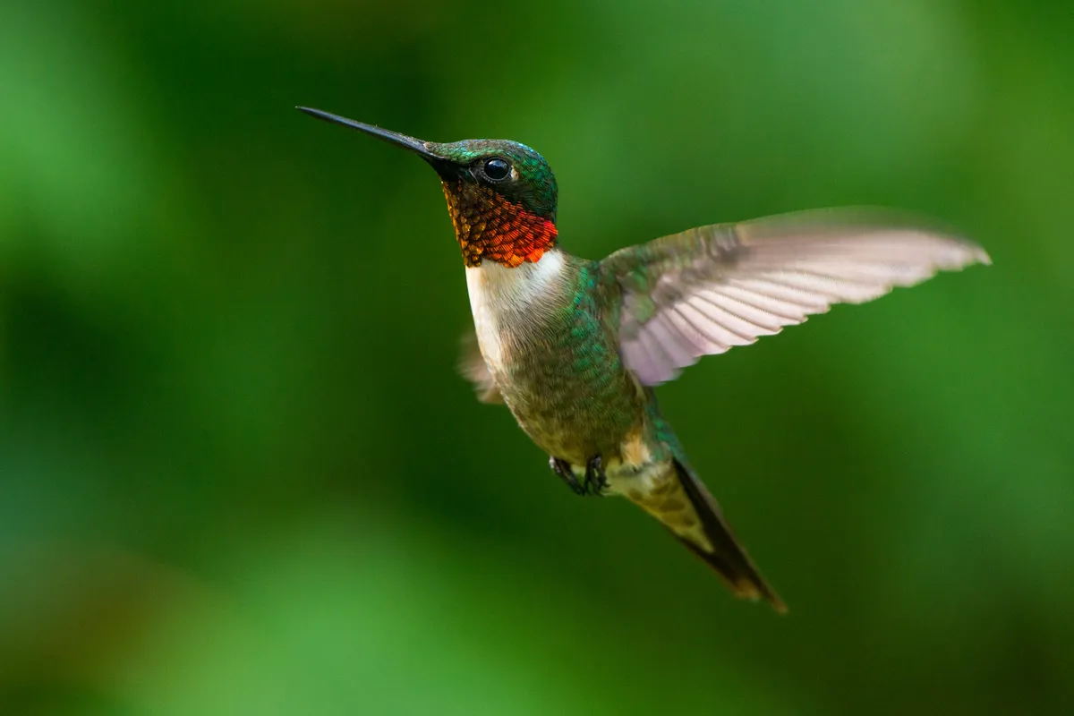 Male ruby-throated hummingbird hovering