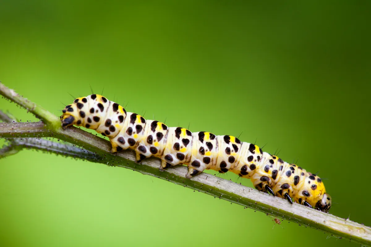 A mullein moth caterpillar @ Santiago Urquijo/Getty