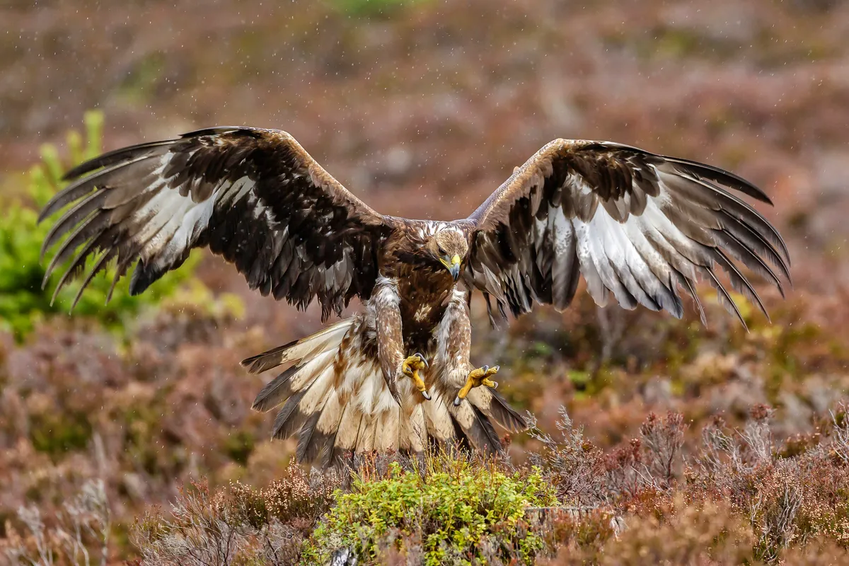 A juvenile golden eagle in the Cairngorms National Park. © Javier Fernández Sánchez