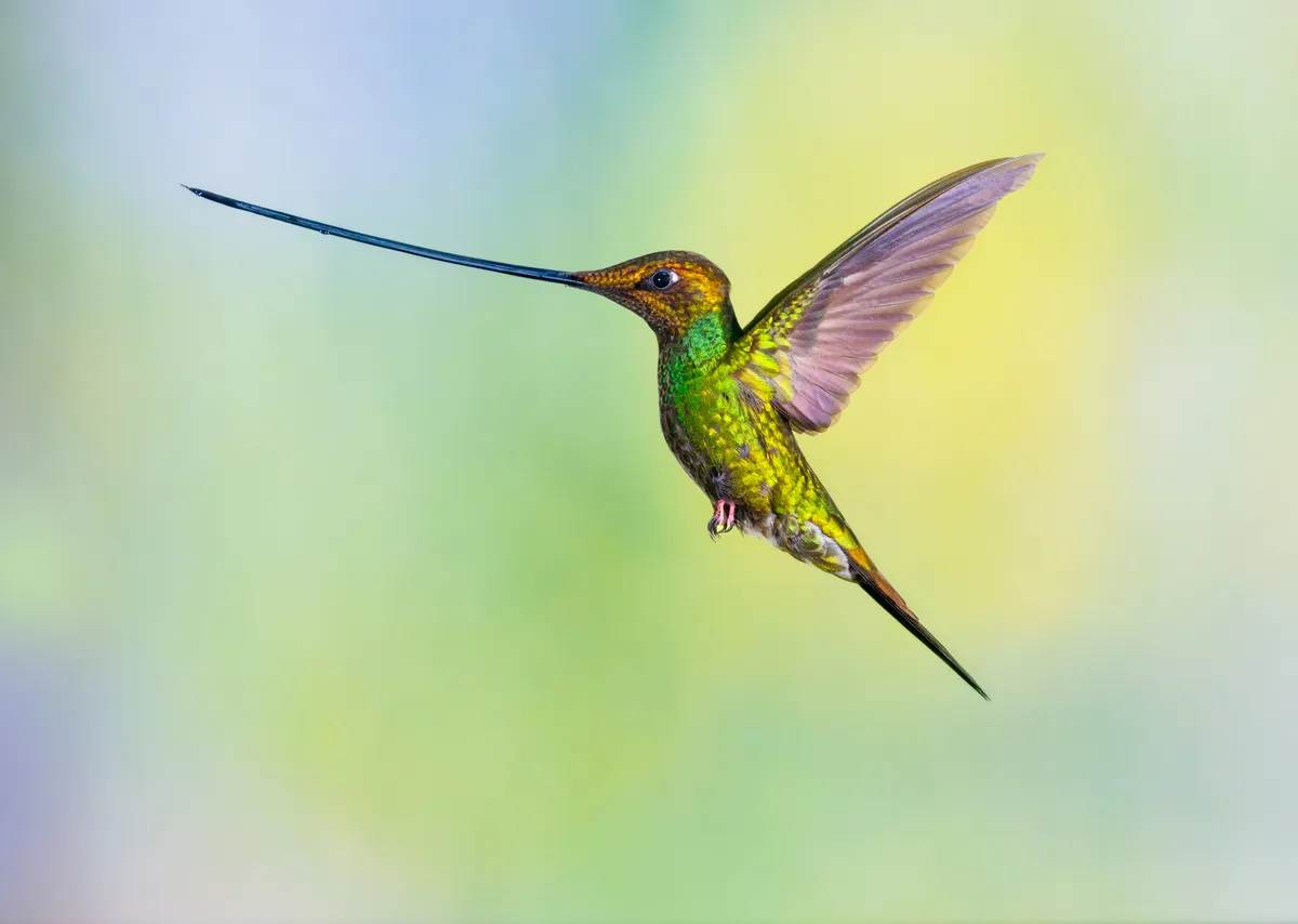 A flying male sword-billed hummingbird