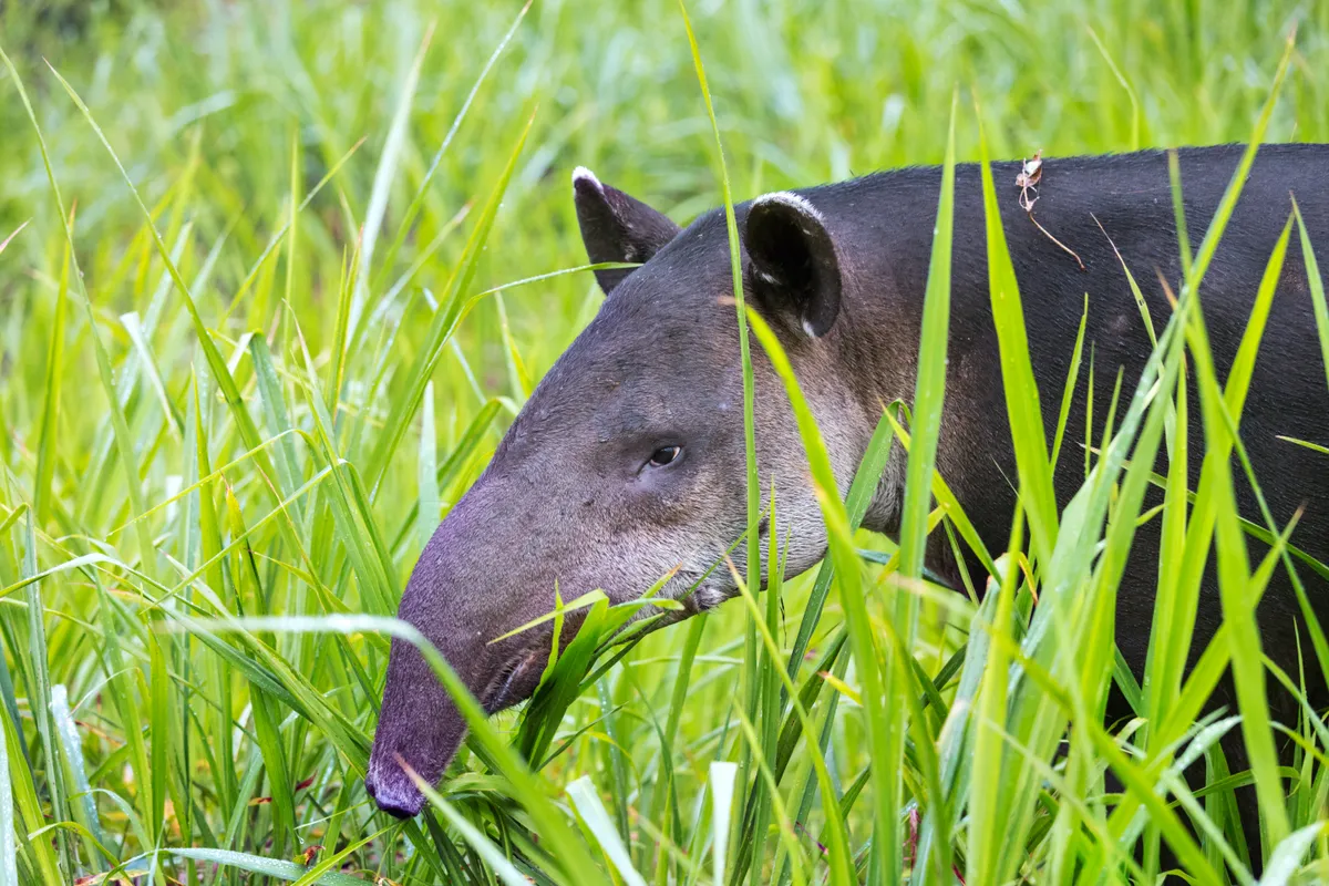 Baird's tapir in Corcovado National Park @ Matteo Colombo/Getty