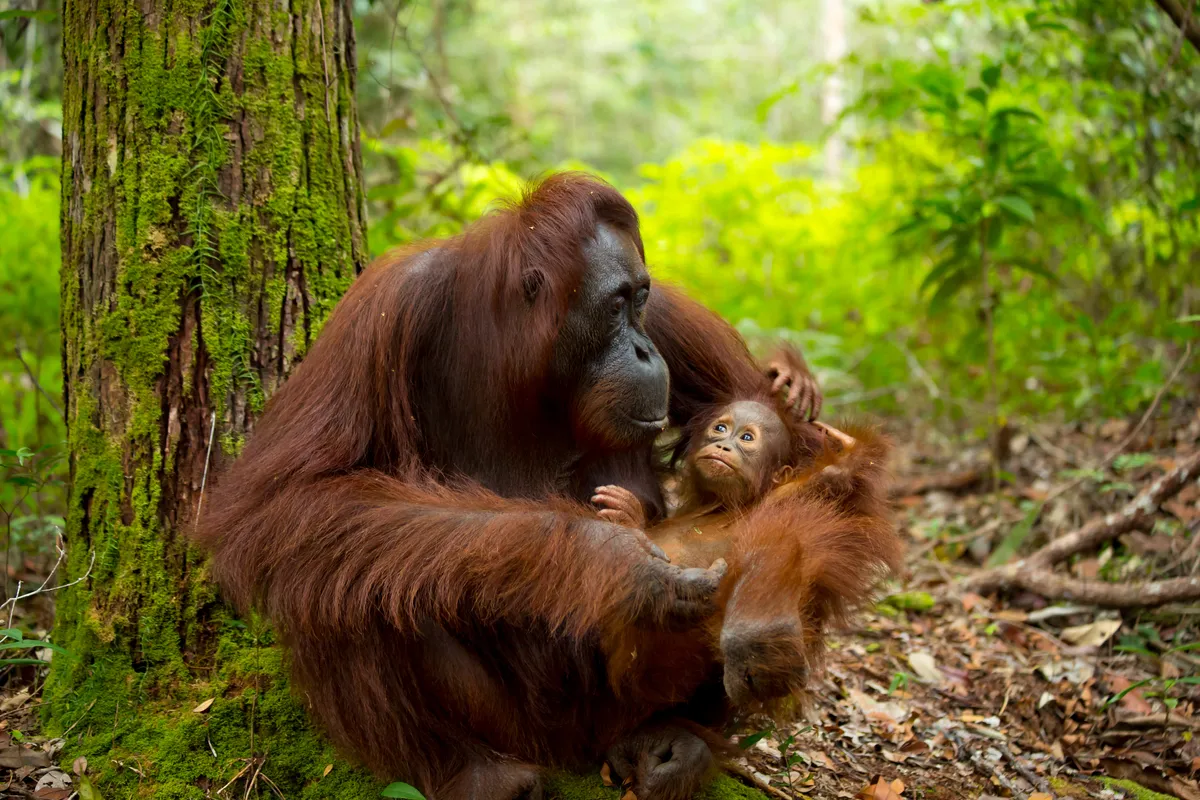 Female orangutan and baby in the forest. © Kate Photographer/Getty
