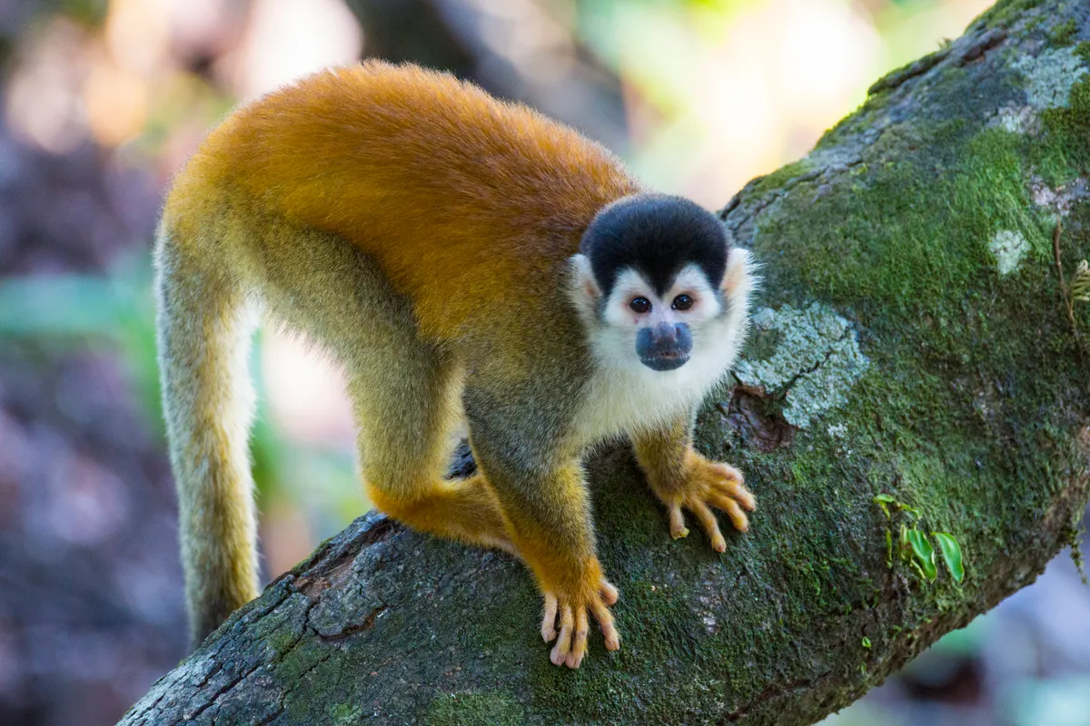 Red-backed squirrel monkey @ Kryssia Campos/Getty