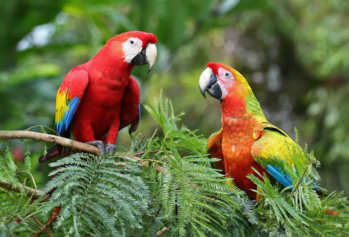 Scarlet Macaws in Costa Rica @ Jim Cumming