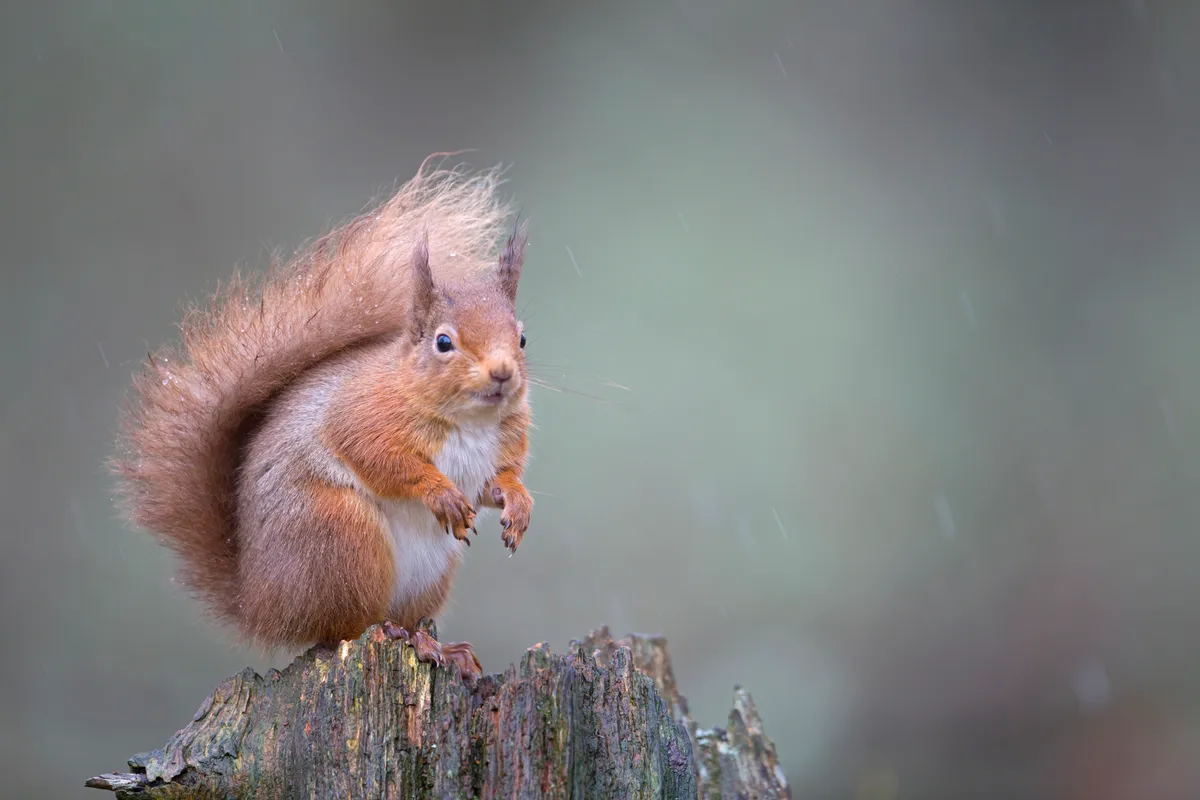 Red squirrel Sciurus vulgaris, sitting in forest, Cairngorms National Park, Scotland, February