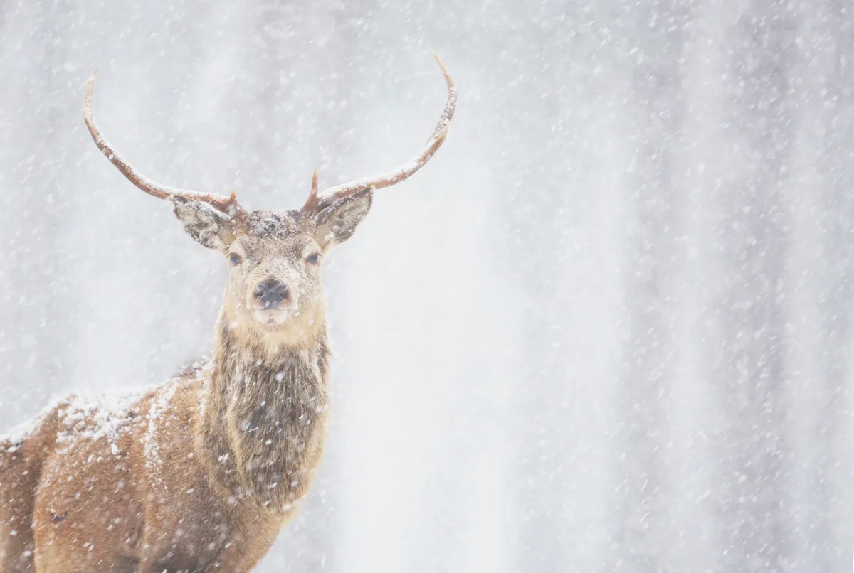 Red deer stag in heavy snowfall, Scotland. © James Silverthorne/Getty