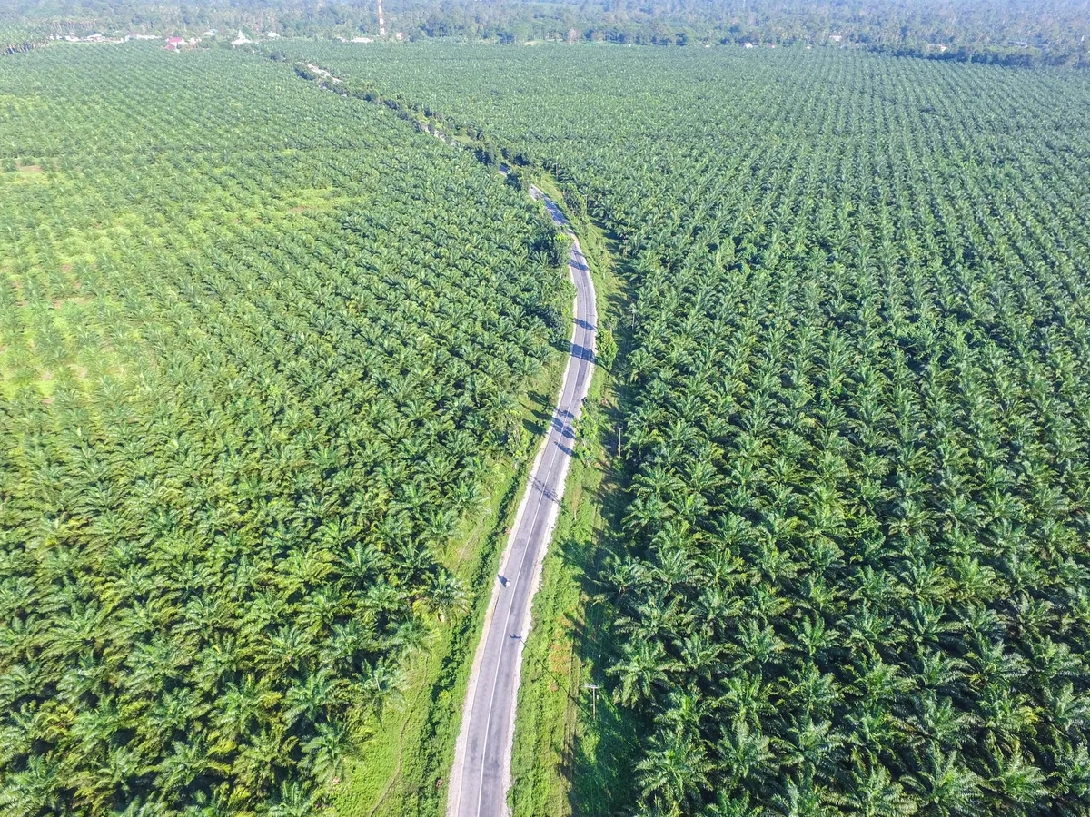 A palm oil plantation on the island of Sulawesi in Indonesia. © adiartana/Getty