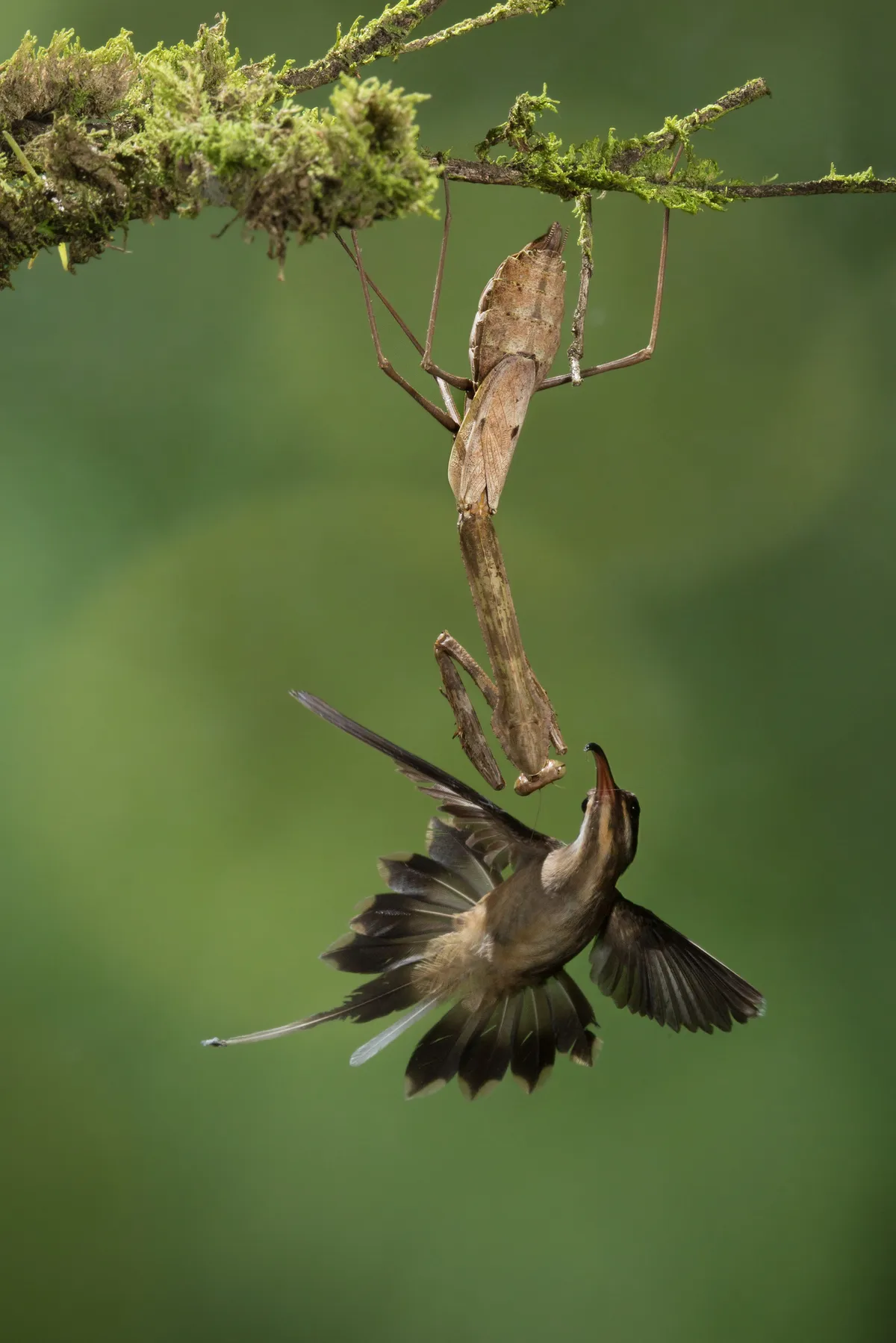 Long-billed hermit hummingbird pushing a mantis out of its territory