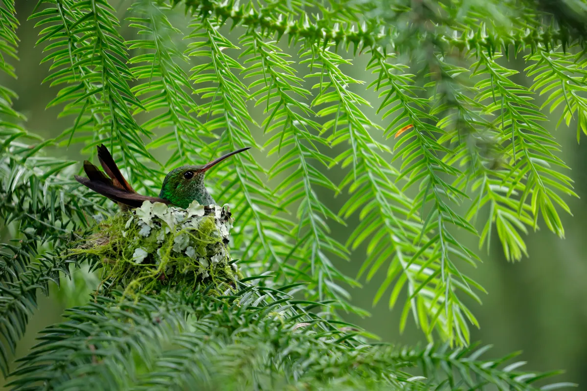 Rufous-tailed Hummingbird (Amazilia tzacatl) nesting in Costa Rica