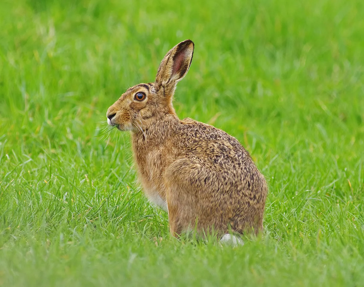 European brown hares can be distinguished from rabbits by their long black-tipped ears and larger size. © Gary Chalker/Getty
