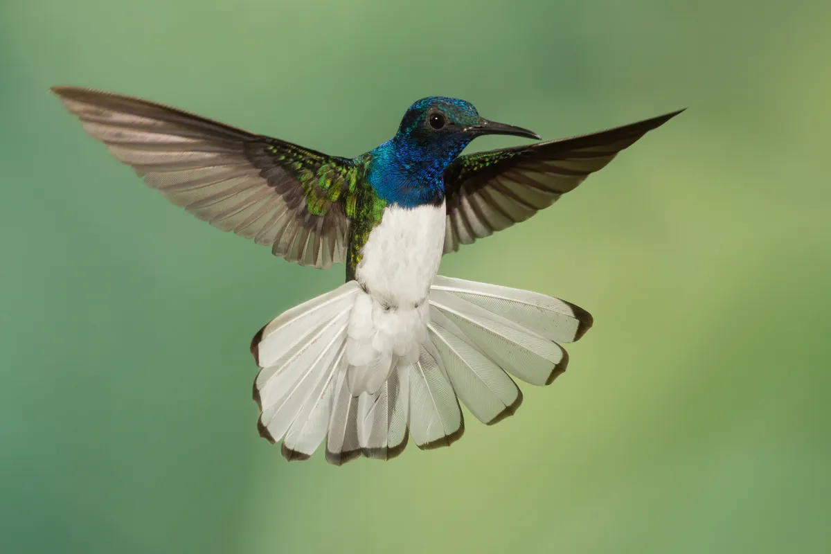White-necked jacobin (Florisuga mellivora) male in flight extending his tail at the lowlands of Costa Rica