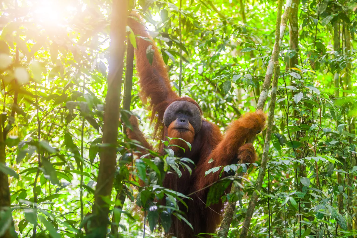 An orangutan in Bukit Lawang National Park,on the island of Sumatra in Indonesia. © Anton Petrus/Getty