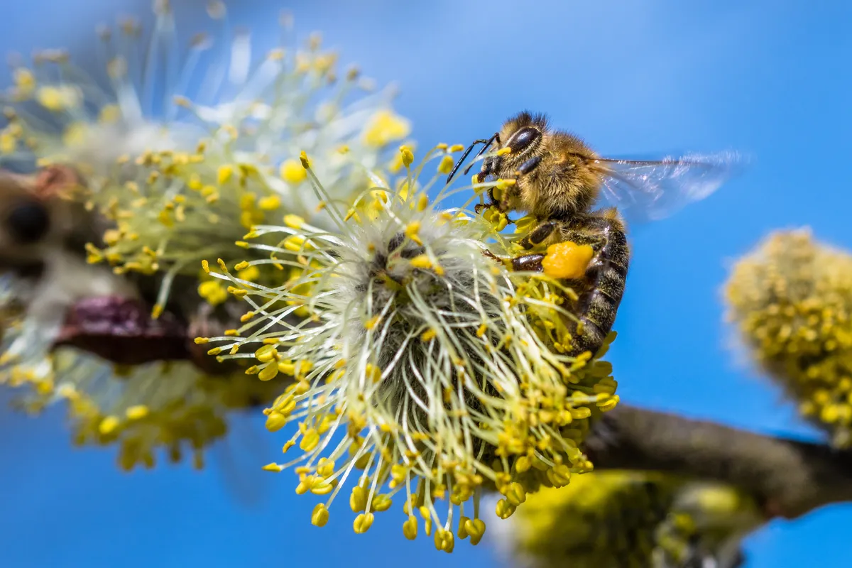 The goats willow catkins provide an early source of pollen and nectar for bees and other insects. © Jan Rozehnal/Getty.