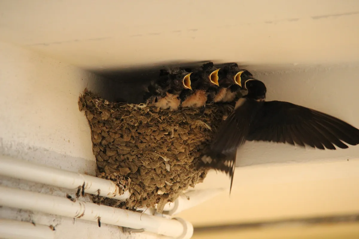 A group of small swallows in the nest. © Giuseppe Zanoni/Getty