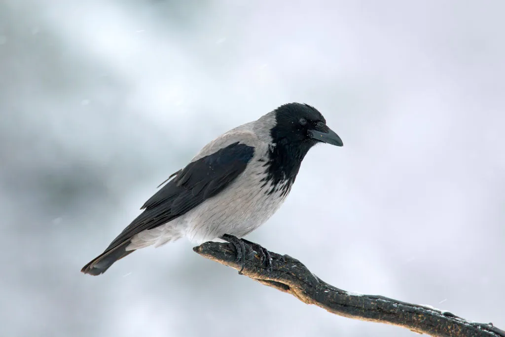 Hooded crow perched on branch in winter during snowfall. © Arterra/UIG/Getty