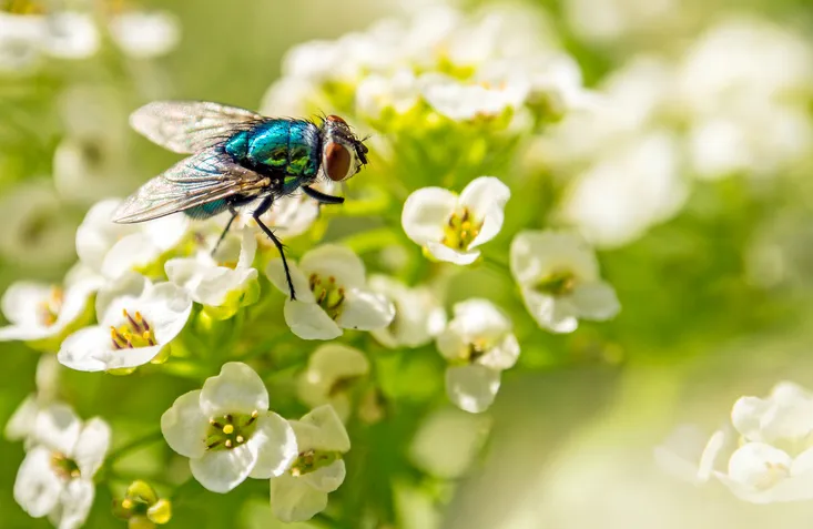 Bluebottle flies are pollinators, not simply a nuisance. @ Edvard - Badri Storman/Getty