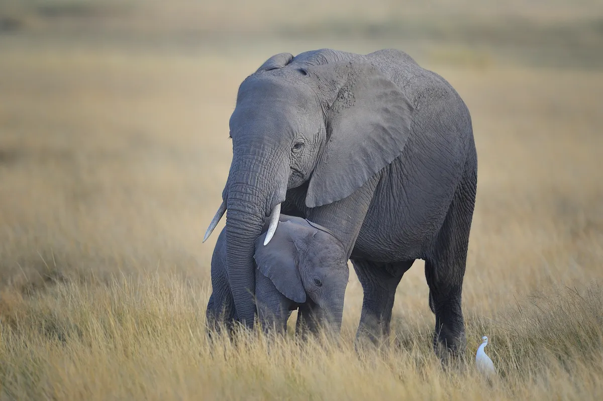 Mother and baby elephant, Amboseli National Park, Kenya