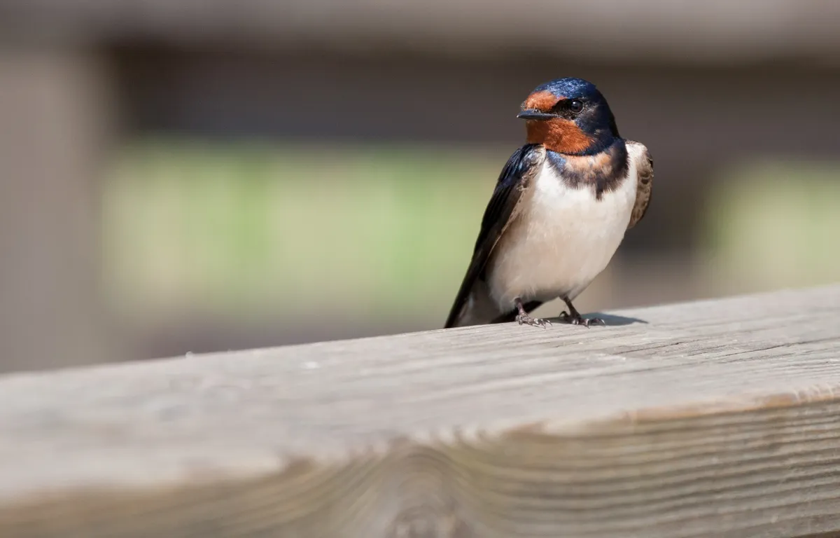 Swallow resting on a fence. © Toni Poikeljärvi/Getty