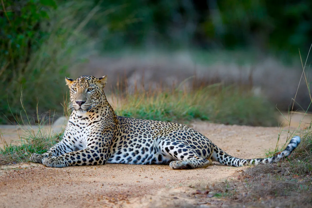 Leopards thrive in more environments than any other wild cat. From the deserts of Southern Africa, to the Boreal forests of Russia, even the bustling suburbs of Mumbai in India.