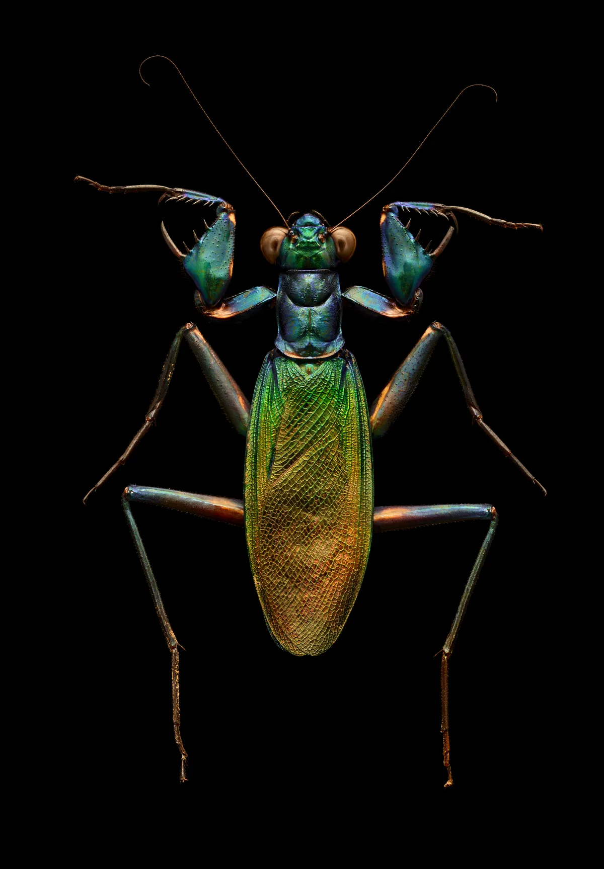 Iridescent bark mantis. The spectacular metallic colours of this species are very unusual for a mantis; also atypical is the wide front femur armed with a large, dagger-like spine. © Levon Biss