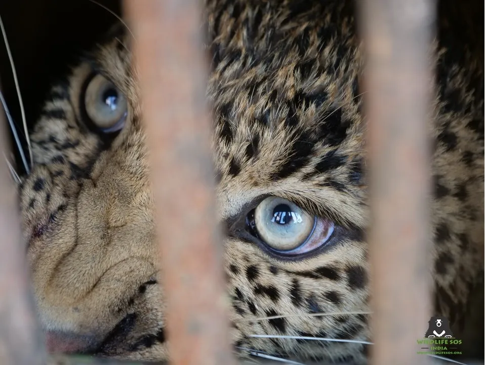 A close-up of the female leopard in the cage. © Wildlife SOS, India