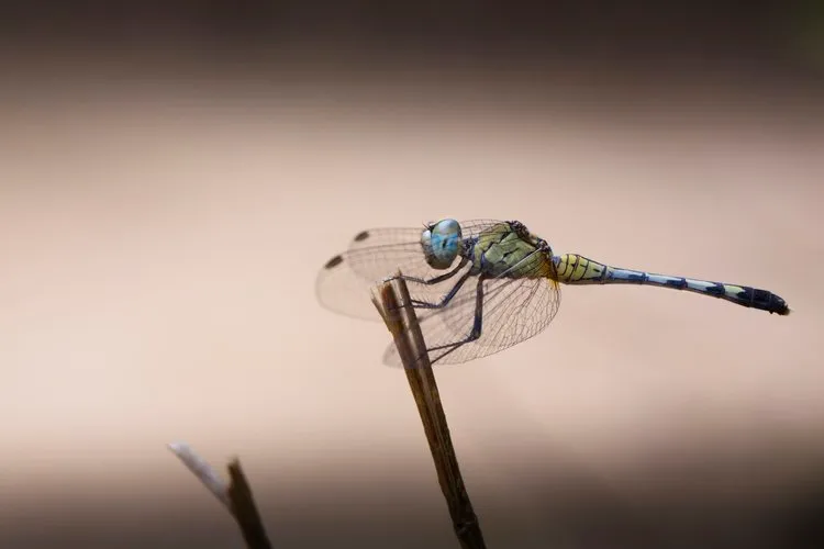 Female blue percher dragonfly © Lewis Easdown