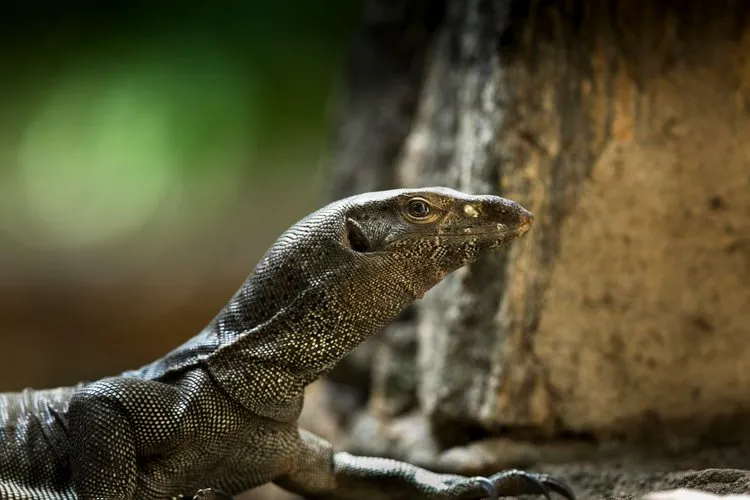 Ground monitor lizard © Lewis Easdown