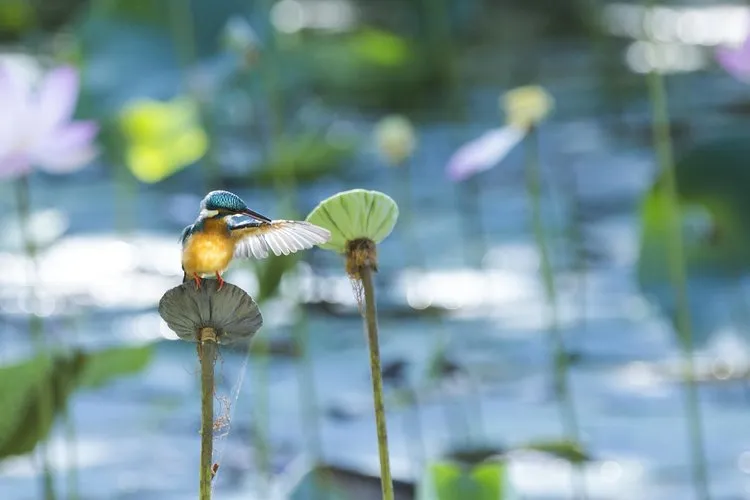 Common kingfisher © Lewis Easdown