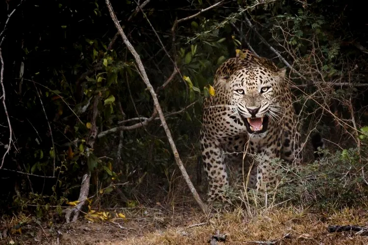Leopard © Lewis Easdown