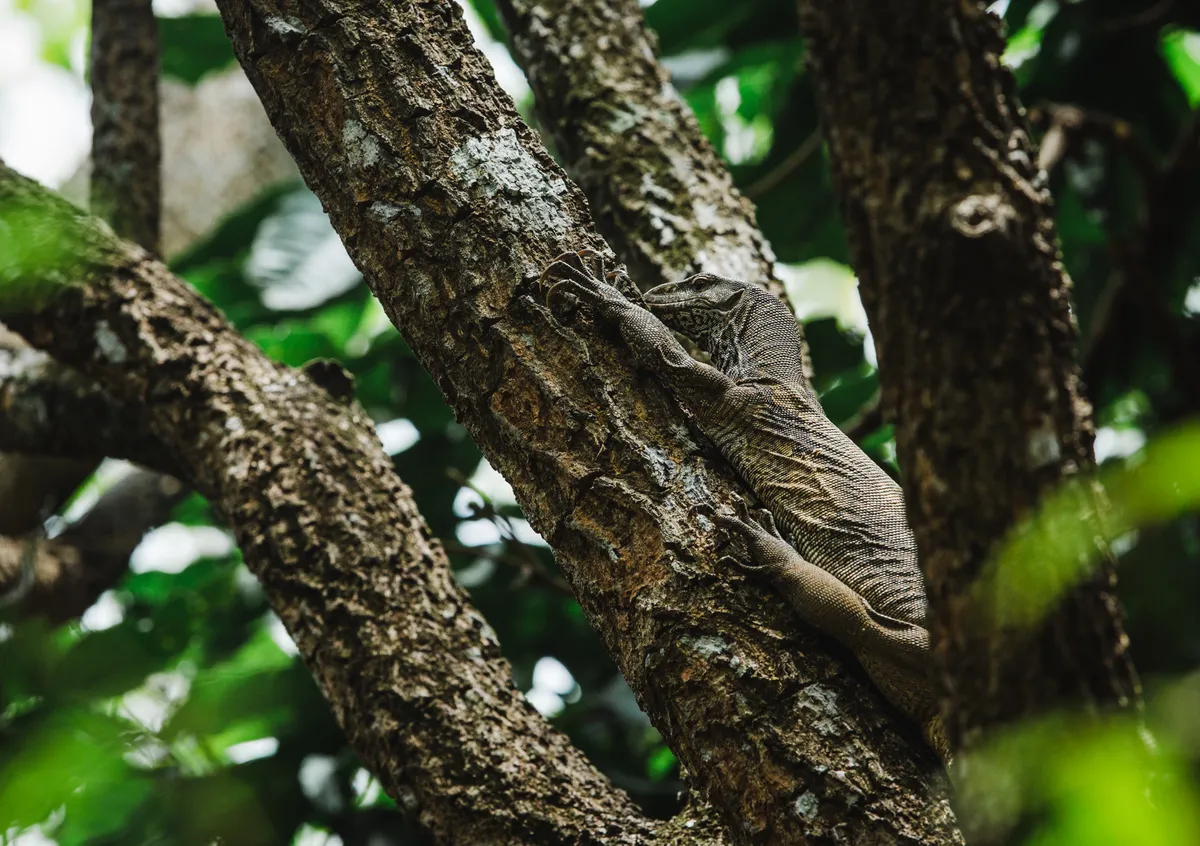 Ground monitor lizard climbing a tree © Lily Anna Sparrow