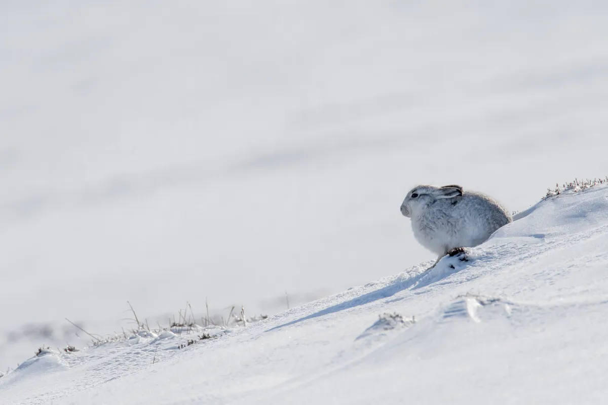 Mountain hare in the snow. © Karen Miller Photography.