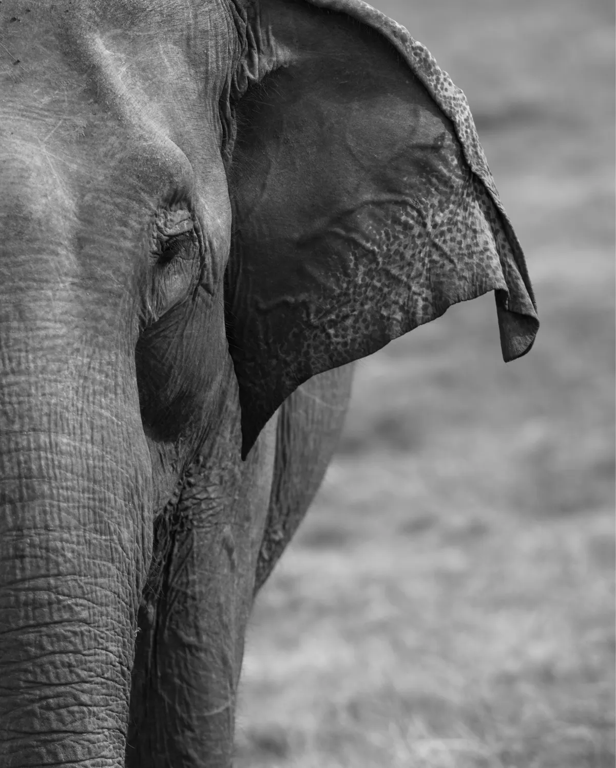 Asian Elephant © Neuza Filipa Antunes