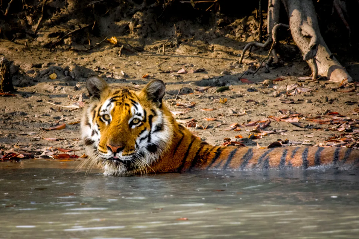 Tigers are the biggest of all the cats - from the giant siberian tigers that roam the frozen boreal forest of russia, to the secretive ‘swamp’ tigers of the Indian Sundarbans that bathe in seawater and patrol muddy shores.