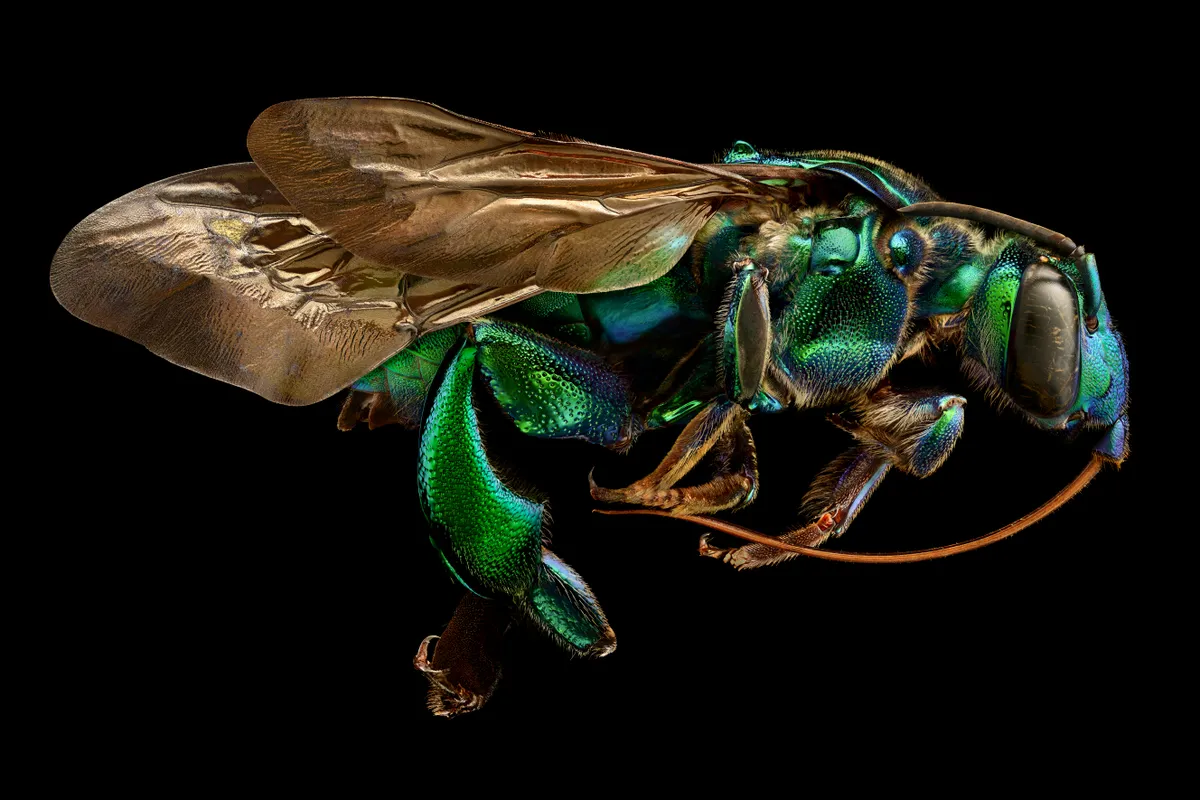 Orchid cuckoo bee. The orchid cuckoo bee is one of the most spectacular of all bees in terms of size, colour, and microsculpture. © Levon Biss