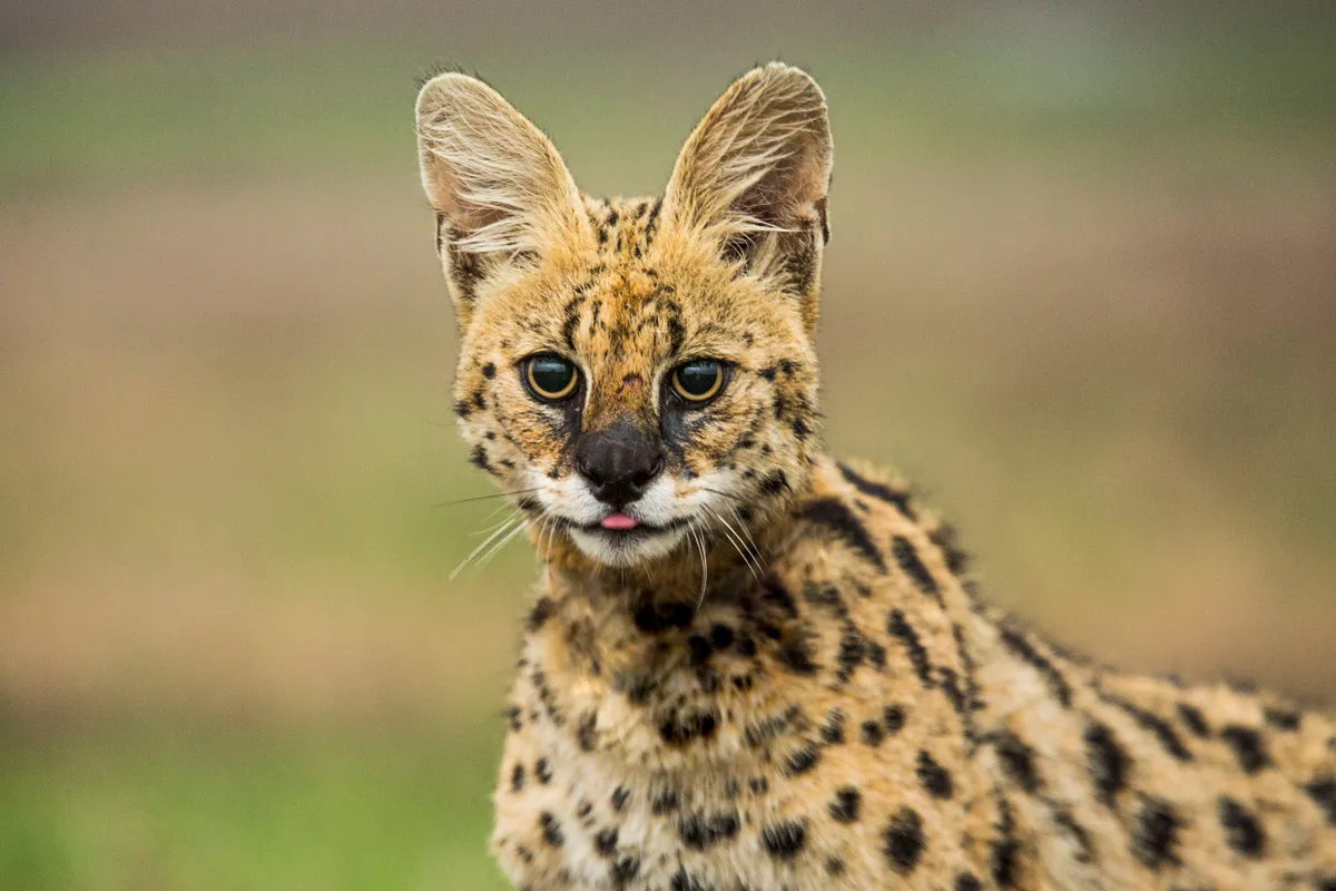 A serval, South Africa. Proportionally, they have the longest ears and legs of any cat, and are adapted to detect and leap for prey amongst tall savanna grass.
