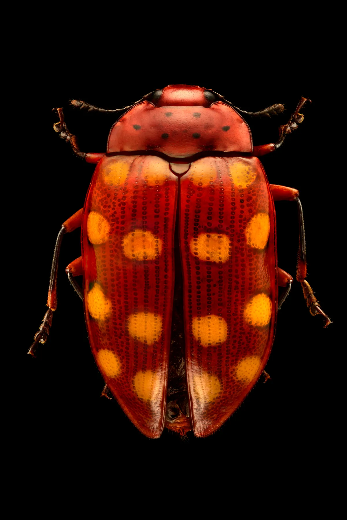 Pleasing fungus beetle. Close relatives of the ladybugs, pleasing fungus beetles often have conspicuous markings in various combinations of bright colours, spots, stripes, and other patterns. © Levon Biss