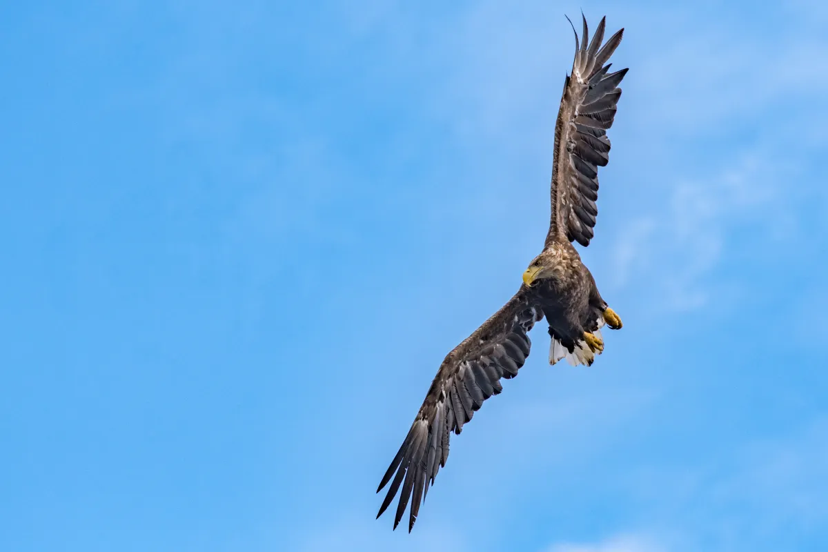 White-tailed eagle on the Isle of Mull. © Karen Miller Photography