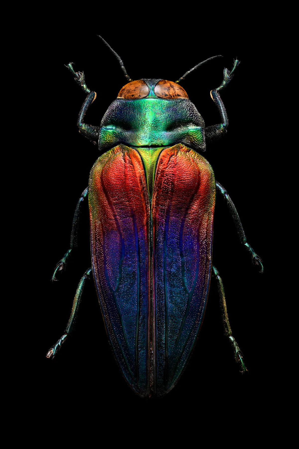 Tricoloured jewel beetle. This specimen was collected by the Victorian naturalist and explorer Alfred Russel Wallace in Seram between October 1859 and June 1860. © Levon Biss