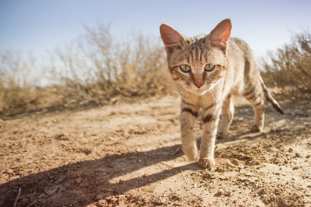The African wildcat is one of the most widespread of all cats, ranging from the middle east to the southern tip of Africa, and is the ancestor of the domestic cat. © BBC