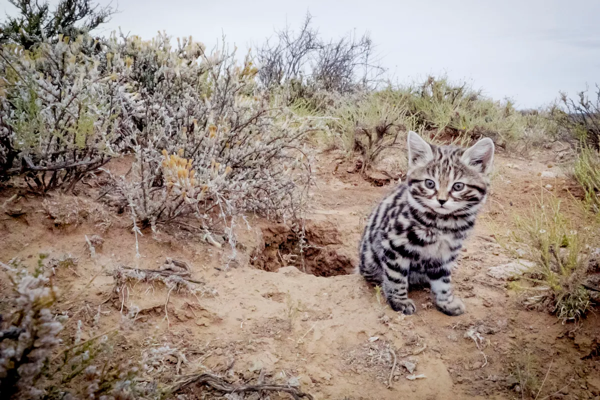 Black-footed cats are Africa’s smallest cat, and the deadliest of the entire cat family - with a 60% hunting success rate. Anything that moves is a potential meal, from locusts to birds and gerbils.